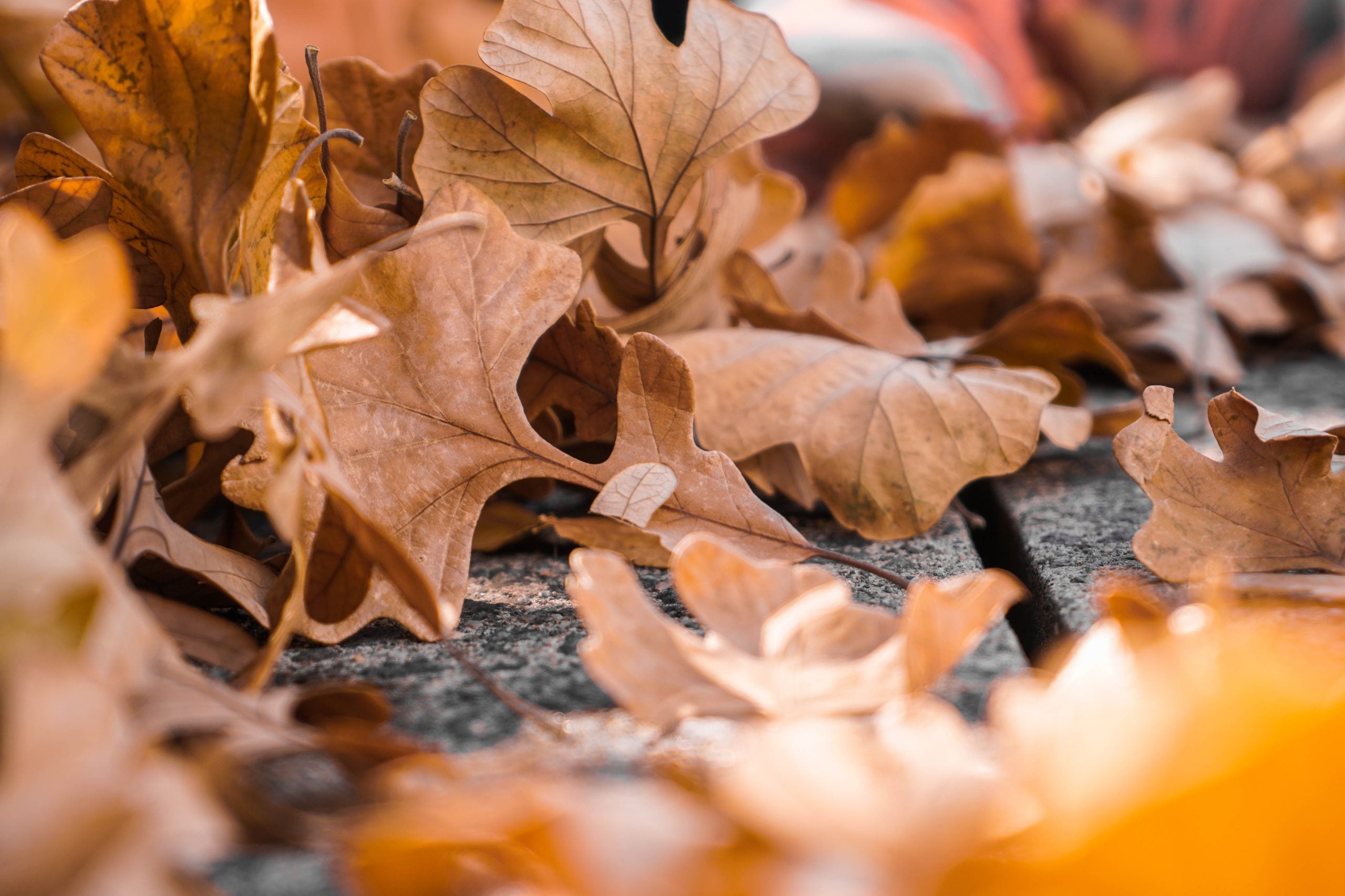 Autumn Sleep Tips Blog Oct 18