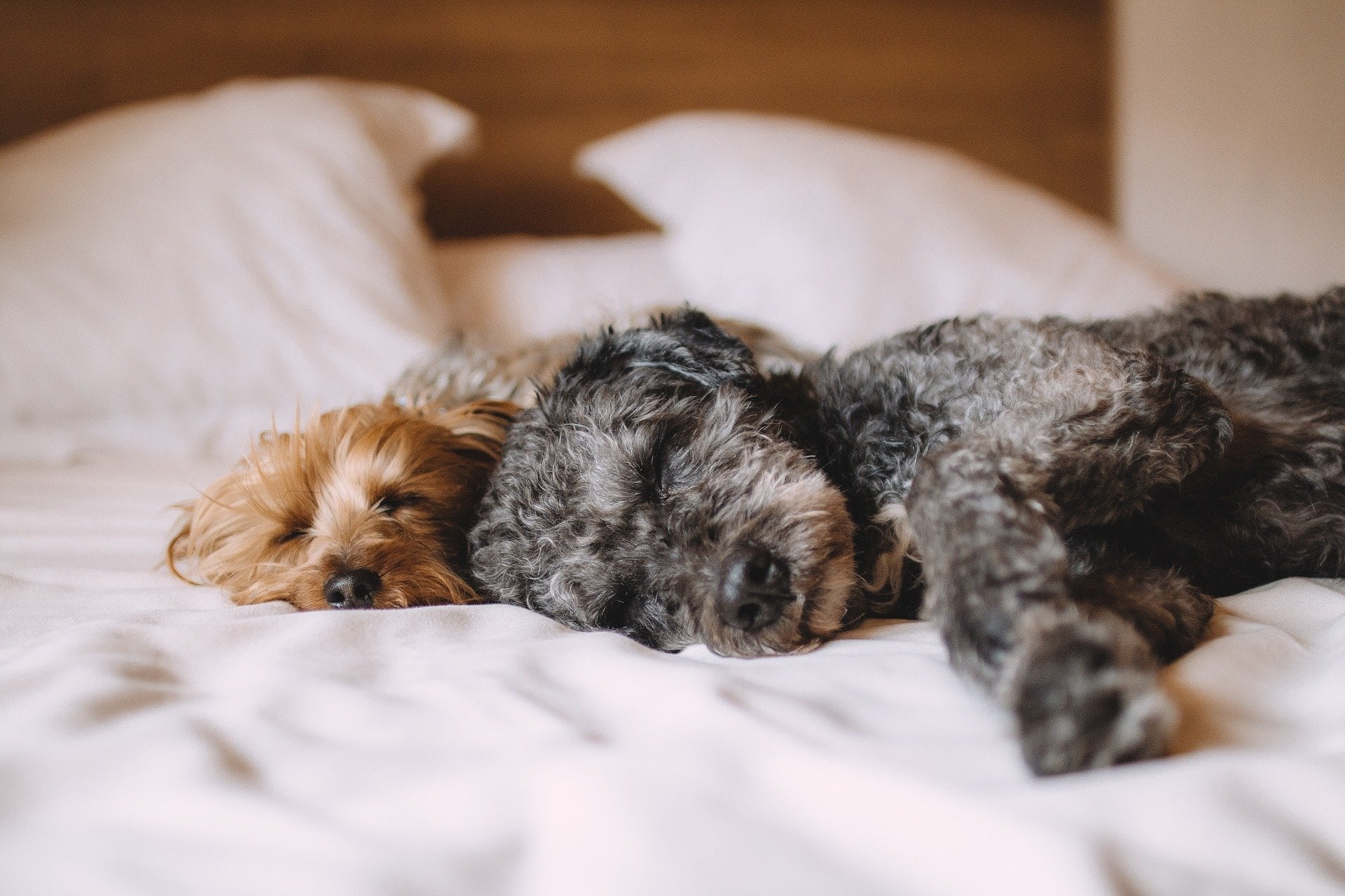 Beyond Monophasic Sleep: Can We Deviate From 8 Hours A Night?
