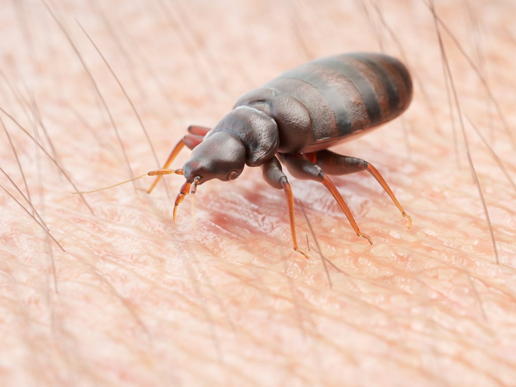 How To Protect Your Bed Against Bed Bugs